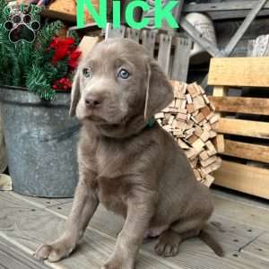 Nick, Silver Labrador Retriever Puppy
